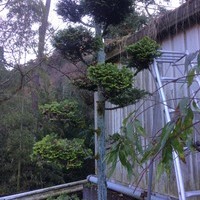 東京都福生市　樹木の剪定と庭の草むしり　T様宅