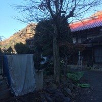 東京都福生市　樹木の剪定と庭の草むしり　T様宅
