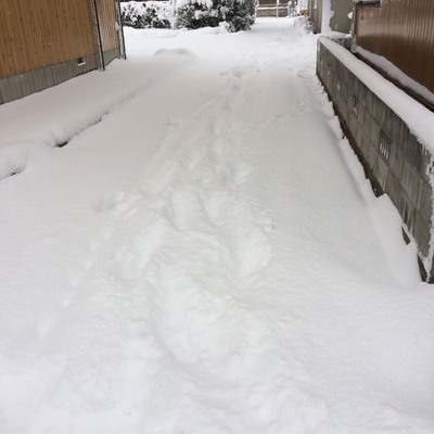 東京都福生市　雪かき　Y様