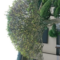 東京都奥多摩　庭の草むしり、剪定、防草シート施工　M様邸